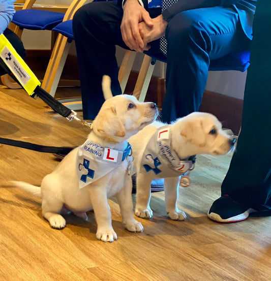 Discover Hypo Hounds! The Diabetic Alert Dogs Making a Difference - Type One Style